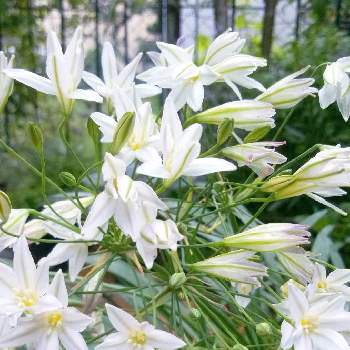 やさしい色...の画像 by miuさん | 小さな庭とやさしい色...とありがとう❤️とおうち園芸と花のある暮らしとかわいいと白い花