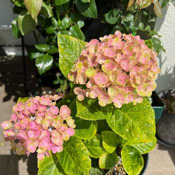 紫陽花 ハイドランジア マジカルコーラルの投稿画像一覧 Greensnap グリーンスナップ 紫陽花 ハイドランジア マジカルコーラルの投稿画像一覧 Greensnap グリーンスナップ