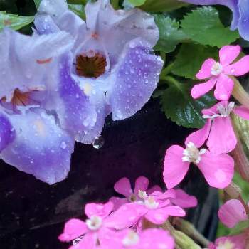 ツルコザクラの画像 by ゴン母さん | 小さな庭とツルコザクラとサマーミストと青い花と水滴の水曜日