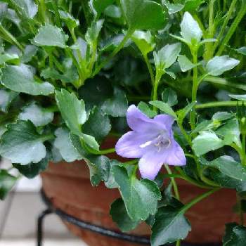 Pw カンパニュラメリーベルの投稿画像一覧 Greensnap グリーンスナップ