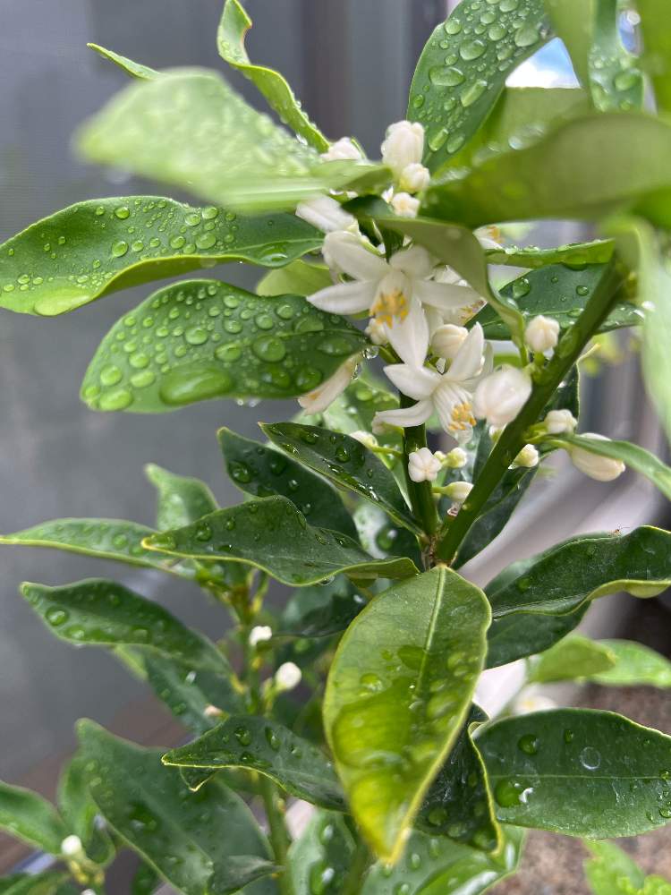 金柑の投稿画像 By Meiさん 小さな庭と 金柑と 金柑 22月6月8日 Greensnap グリーンスナップ Greensnap グリーンスナップ