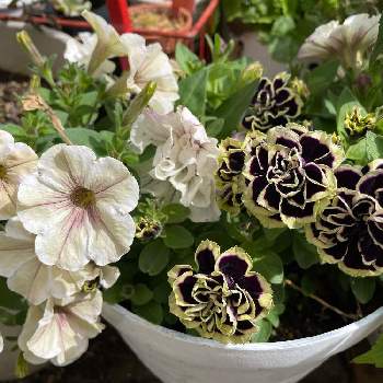 ペチュニア 黒真珠の投稿画像一覧 Greensnap グリーンスナップ