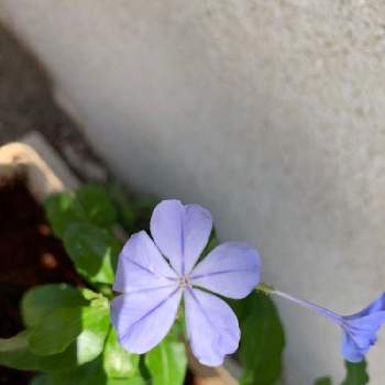花の都市 福岡の花フォトコンの画像 by 物撮りn12non__dollさん | 小さな庭とルリマツリと花の都市 福岡の花フォトコン