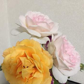 プリンセス・ヴェールの画像 by teru teruさん | 小さな庭と薔薇  万葉とプリンセスヴェールとバラ　プリンセスヴェールと水曜ローズショーと薔薇に魅せられてと切り花で楽しむと花のある食卓とGSに感謝。と薔薇初心者とプリンセス・ヴェールとやっぱり花が好き♡
