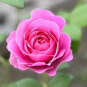 一番花の画像 by シェラ❁薔薇とラックスさん | 小さな庭とシェラのエンデュミオンとバラ初心者とばら バラ 薔薇とバラ　エンデュミオンと一番花と新苗とロサオリエンティス
