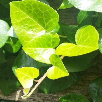 ハートのアイビーの投稿画像一覧 Greensnap グリーンスナップ