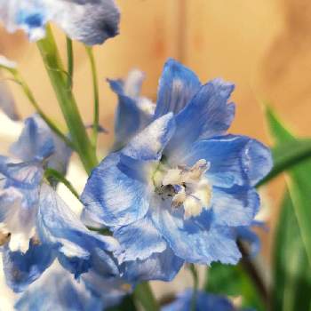 デルフィニウム水色の投稿画像一覧 Greensnap グリーンスナップ