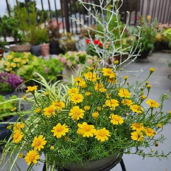 カロケファルス プラチーナの画像 by Etsuさん | ベアグラスとカロケファルス プラチーナとダールベルグデージーとお花に癒されると寄せ植えとちいさな幸せ♡と屋上ガーデンとおうち園芸と黄色い花と元気いっぱいビタミンカラーと我が家のお花たちと花のある暮らしとかわいい