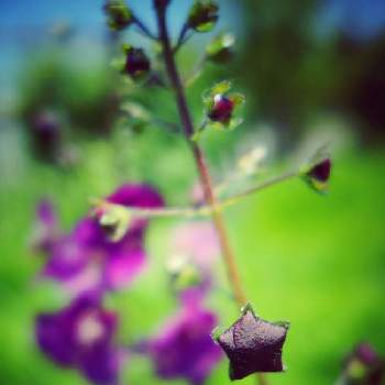 バーバスカム ビオレッタの投稿画像一覧 Greensnap グリーンスナップ