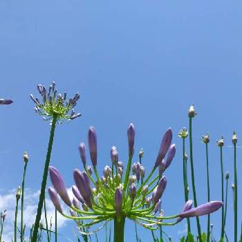 清涼感の画像 by お伽草詩さん | お出かけ先とアガパンサスと初夏と涼しげと薄紫の蕾と群生と風通しの良い場所と魅力的と清涼感とグリーンの葉っぱと陽当たりの良い場所と多年草と開けた場所