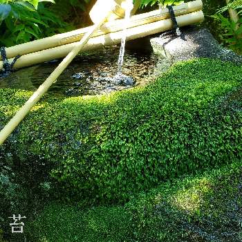 和風の庭の画像 by みーちゃんさん | 和風の庭と自宅