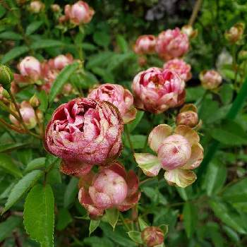 オレンジ系大人気の薔薇中毒様専用 バラ 挿し木 植物 観葉植物 インテリア 住まい 小物オレンジ系 9 999 Ugel03 Tno Gob Pe