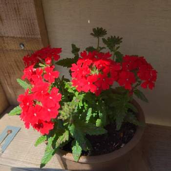 バーベナ 花手毬の投稿画像一覧 Greensnap グリーンスナップ バーベナ 花手毬の投稿画像一覧 Greensnap グリーンスナップ