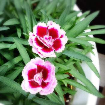 ナデシコミーテの投稿画像一覧 Greensnap グリーンスナップ