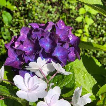 加茂荘花鳥園の投稿画像一覧 Greensnap グリーンスナップ