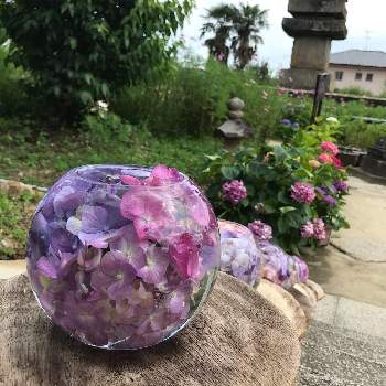 般若寺の投稿画像一覧 Greensnap グリーンスナップ