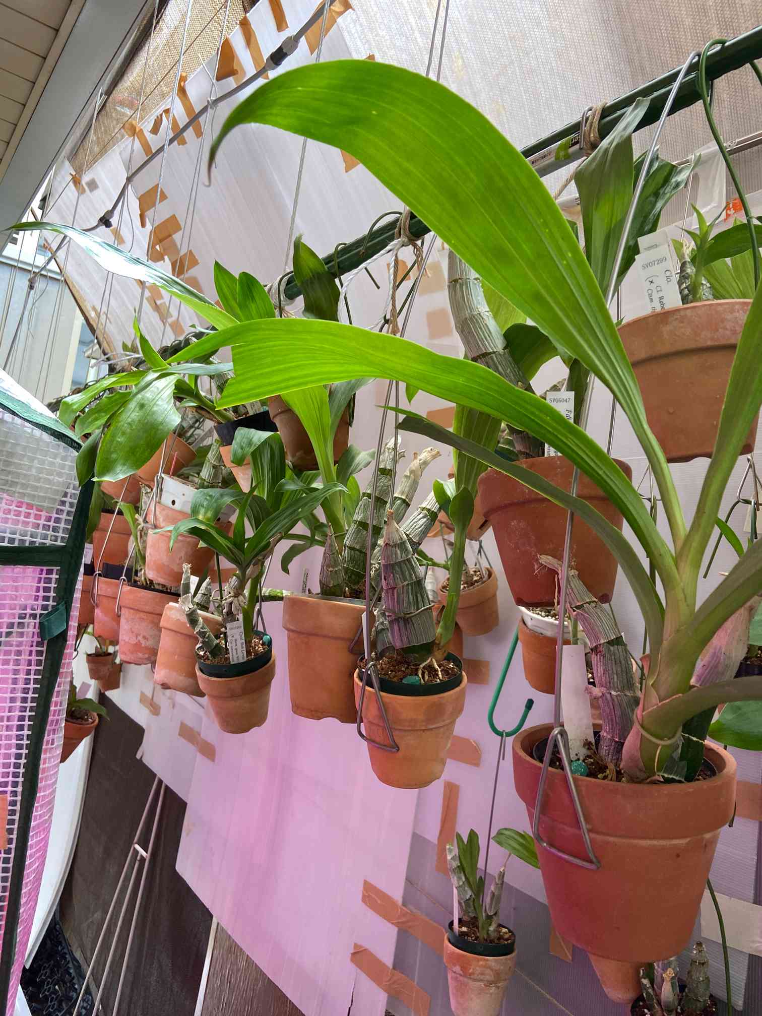 タケノコ蘭 SVO 最新交配 Fredclarkeara カタセタム タケノコ蘭 SVO 最新交配 Fredclarkeara カタセタム Fredclarkeara