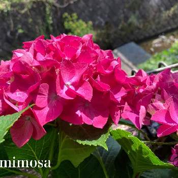 紫陽花パリジェンヌの投稿画像一覧 Greensnap グリーンスナップ