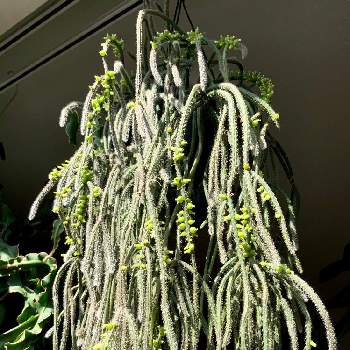 部屋の投稿画像一覧 Greensnap グリーンスナップ