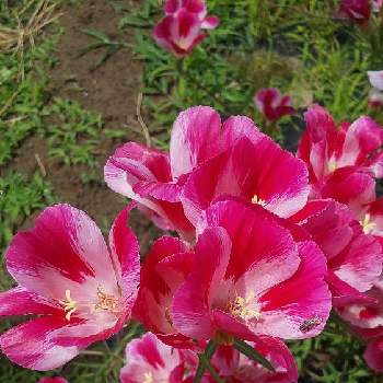 ゴテチャの画像 by フラワーポットさん | お出かけ先とゴテチャとイロマツヨイグサと季節の花とアカバナ科