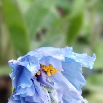 ブルーポピーの画像 by mecoppiさん | 小さな庭とヒマラヤの青いケシとメコノプシス・ベトニキフォリアとブルーポピーと幸せの青い花と青いケシと青いケシマニアと青いケシ王国とブルーポピー❤️と青い花マニアとヒマラヤの青い芥子とメコノプシス•ベトニキフォリア