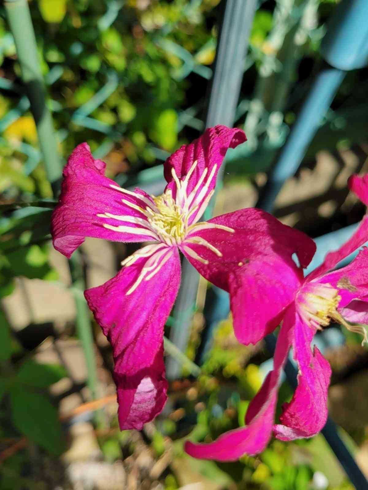 クレマチスの挿し木苗　1114-10 10月にクレマチス挿し木をしてみた｜🍀GreenSnap（グリーンスナップ）