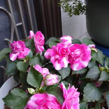 バラ咲きインパチェンスの画像 by ニャンズママさん | 小さな庭とバラ咲きインパチェンスと鉢植えと平和に感謝とフィエスタ  スパークラーローズ