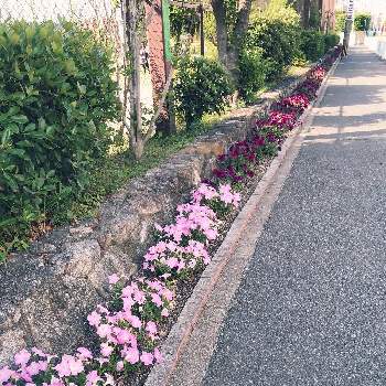 花の都市 福岡の花フォトコンの画像 by E M Iさん | お出かけ先とペチュニアと花の都市 福岡の花フォトコン