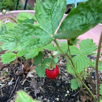 食べれるの投稿画像一覧 Greensnap グリーンスナップ