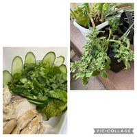 アイスプラント,夏野菜フォトコン〜料理編〜,小さな庭の画像