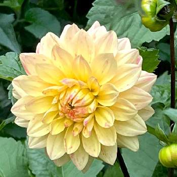 iPhone13の画像 by マリアさん | 小さな庭とダリアとmy garden♬とさいた✨とiPhone13とノンフィルターとB型と庭の植物と黄色い花とI love plants❣️と12月生まれ♪と植え中毒と花のある暮らしとプランター植え