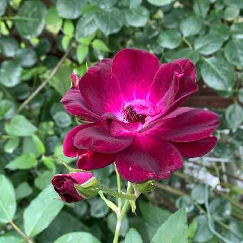 バラのある生活の画像 by ba –baraさん | 小さな庭とバーガンディ･アイスバーグと庭のバラとバラの記録とバラのある暮らしとバラのある生活と微香とバラが好きとばら 薔薇 バラ