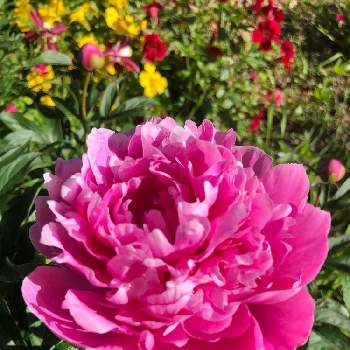芍薬♡の画像 by 花土葉さん | 小さな庭と庭の花とピンクの花と芍薬♡
