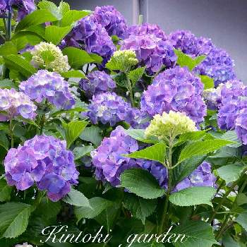 モコモコふわふわの画像 by キントキさん | 小さな庭と紫陽花　あじさい　アジサイとモコモコふわふわとアジサイの季節と小庭のある暮らし