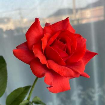 美人さん♡の画像 by ⌘Juneberry⌘さん | バラ ブラックティと美人さん♡と赤い花❤とベランダガーデニングと咲きました ♪と鉢植えと夕方のベランダ