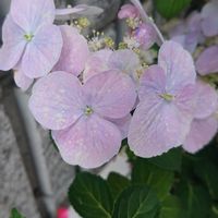 山あじさい,ナチュラル,おうち園芸,ホワイトピンク系,小さな庭の画像