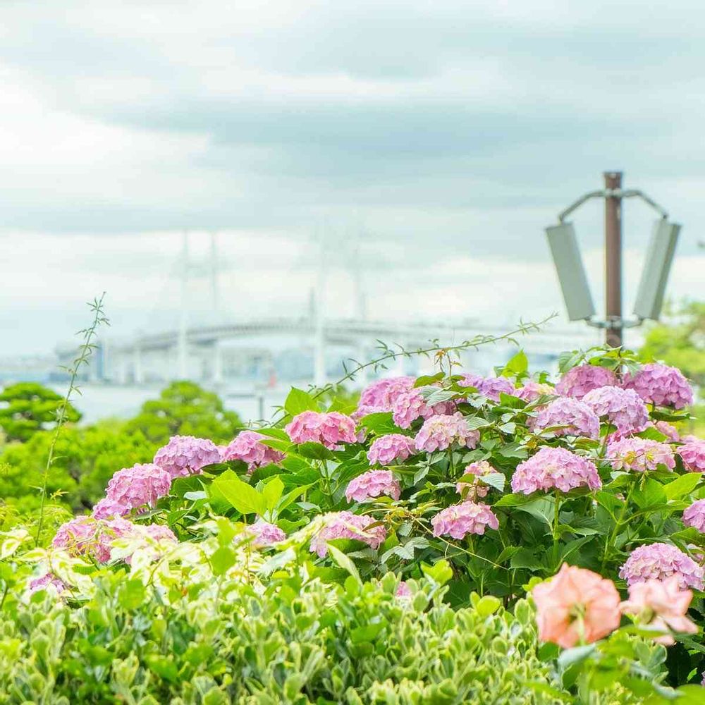 【公式】ガーデンネックレス横浜さんの港の見える丘公園への投稿