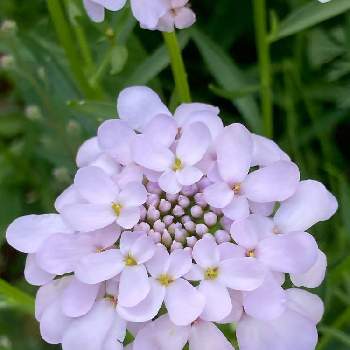 キャンディタフト イベリス の投稿画像一覧 Greensnap グリーンスナップ