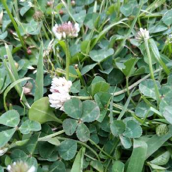 四つ葉のクローバー の投稿画像一覧 Greensnap グリーンスナップ