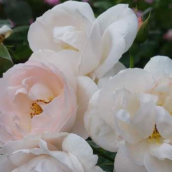 白い薔薇♡の画像 by らなたんさん | お出かけ先とデスデモーナと雨上がりと白い薔薇♡と今日の気分と白いお花と白い水曜日♡