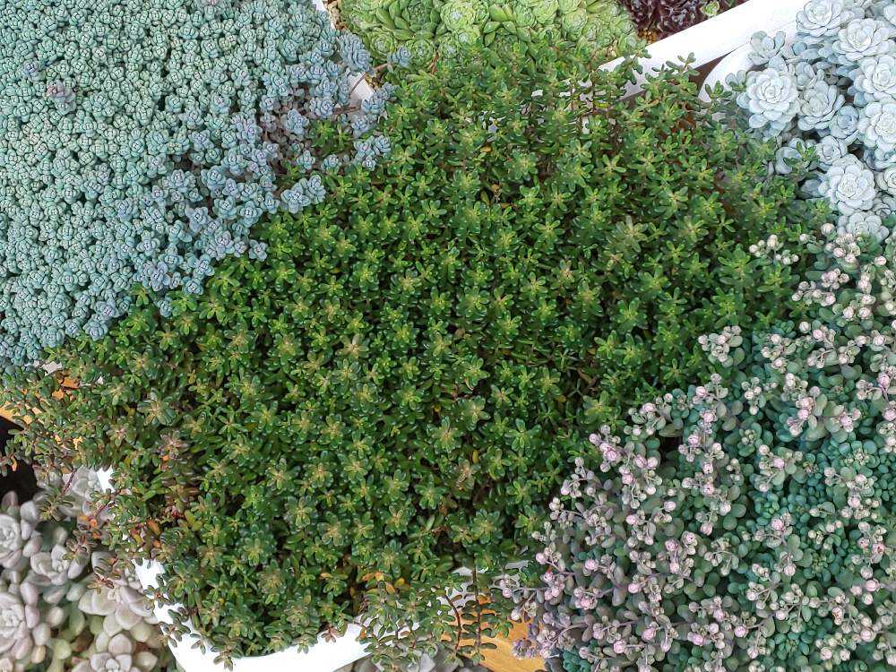 多肉植物 セダム コーラルカーペット 画像に写ってるカッ