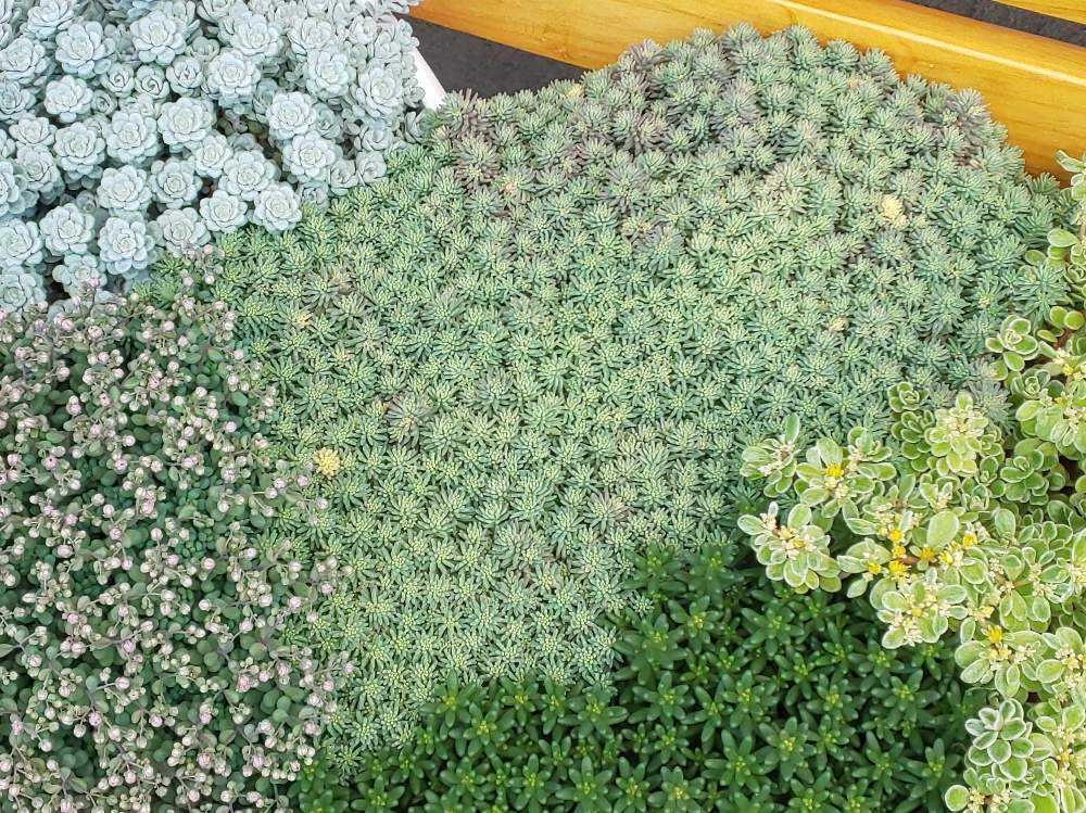 354 斑入りパリダムの生長記録 2022.06.08更新｜🍀GreenSnap（グリーン