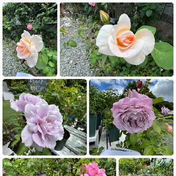 薔薇園の画像 by ハナミズキさん | お出かけ先とすとろべりぃあいすバラ園と最前線のあなたへと薔薇園と季節のお花と小さな幸せ♡と平和を願う☆と花のある暮らし