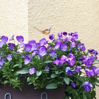 パンジー・ビオラ,ビオラ,紫の花,青い花,可憐な花の画像