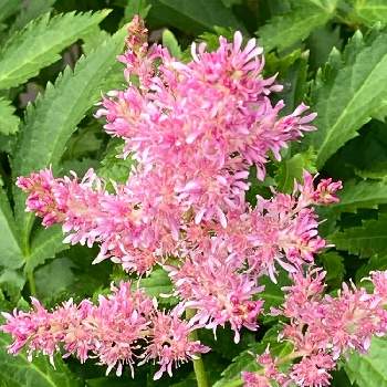 チダケサシ属の投稿画像一覧 Greensnap グリーンスナップ