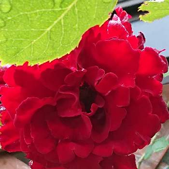 微香の画像 by 山ちゃんさん | ベルサイユのバラと今朝のバラと鉢植えと微香と花のある暮らしと我が家のバラ