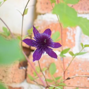 花壇,庭の花,植中毒,植栽,クレマチス♬の画像