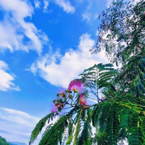 ネムノキ,ピンクの花,ピンクのお花,スマホ撮影,今日のお花の画像