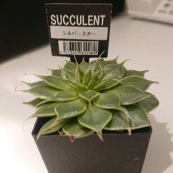 シルバースター,多肉植物,HB101,おうち園芸,賢者の土の画像