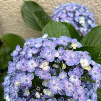 おたふく紫陽花の投稿画像一覧 Greensnap グリーンスナップ